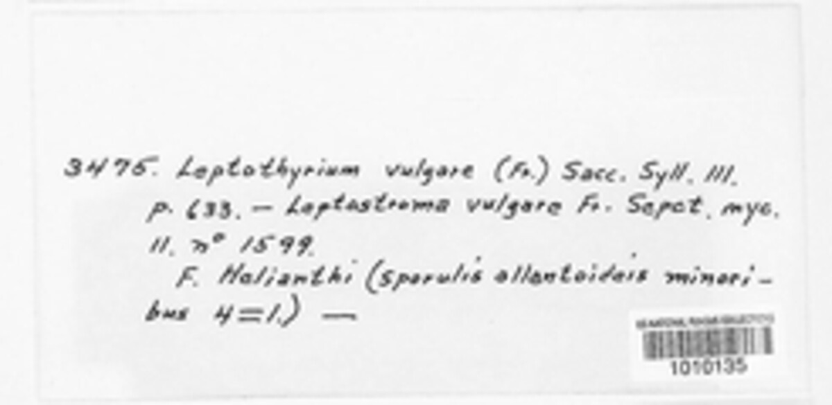 Hypoderma commune image